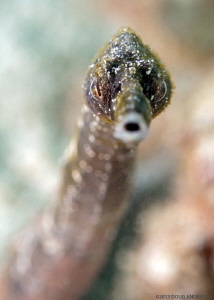 Stick Pipefish, Pulau Weh by Doug Anderson 
